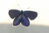 Plebejus argyrognomon